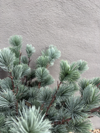 Mooie dennentak Den Pinus sphaera S groen 65 cm kunsttak decoratie
