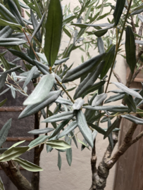 Prachtige grote kunst olive tree  imitatie olijfboom olijfstruik 200 cm en olijfkruik