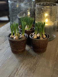 Leuk roest metalen potje bloempotje bak groot bakje beker