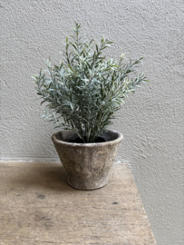 Vergrijsd groen grey green plantje bush kunst imitatie zijden in zwart potje thyme tijm