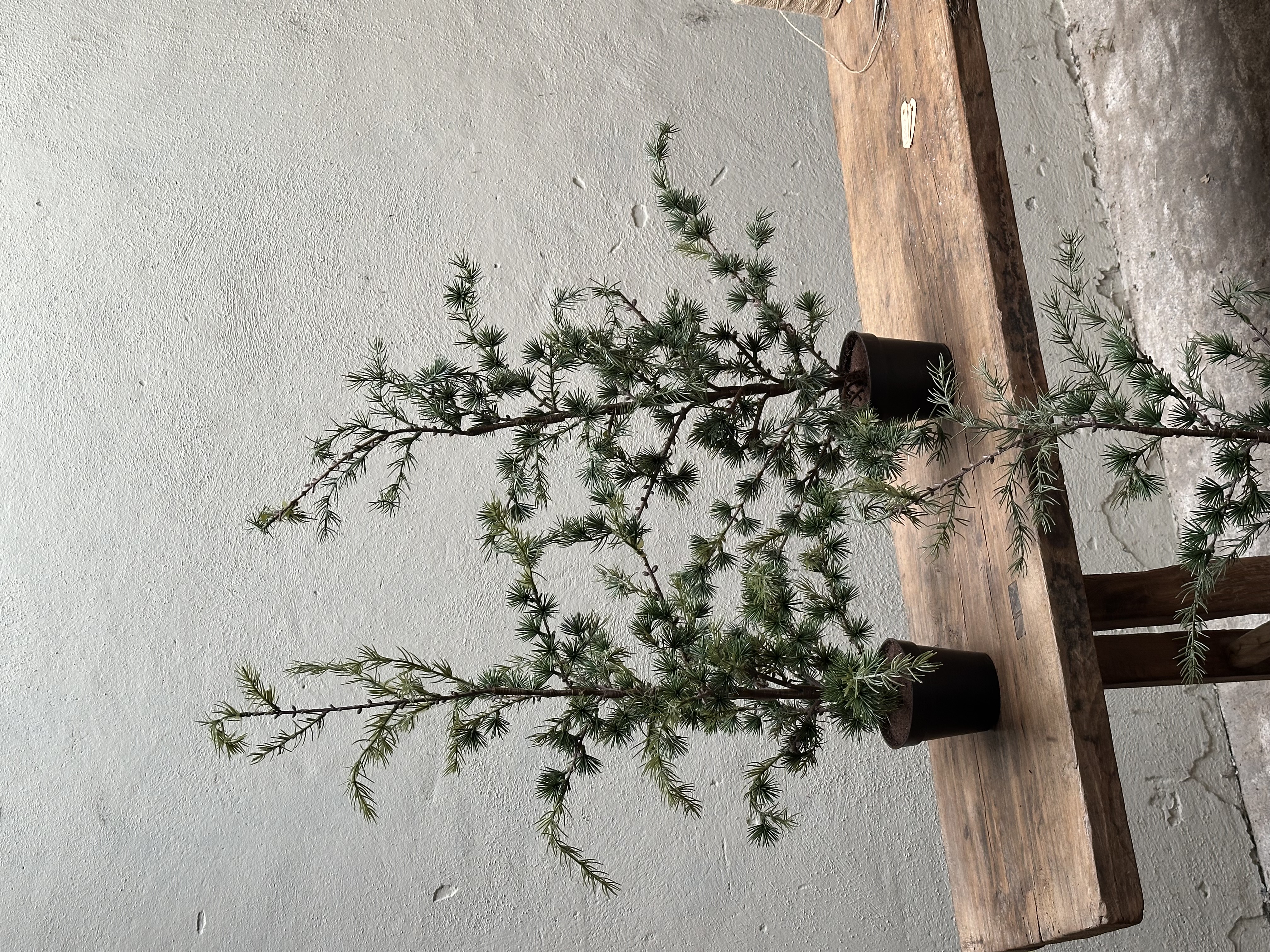 Picea fantasia boompjes s 90cm