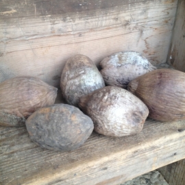 Gedroogde Coco nut naturel vergrijsd 15-20 cm noot noten