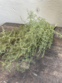 Bundel wilde asparagus 70 cm decoratie landelijke stijl groen takken