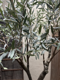 Prachtige grote kunst olive tree  imitatie olijfboom olijfstruik 200 cm en olijfkruik