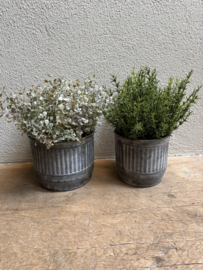 Zijden groen tak Jasmijn Jasmine decoratietak plantje bosje Thijm rozemarijn thymes tijm