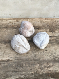 Gedroogde Coco nut naturel vergrijsd whitewash 15-20 cm noot noten