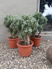 Prachtige grote echte jadeplant 80 cm groot grillige stam grey groen