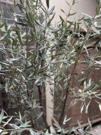 Prachtige kunst olijfplant 213 cm  olijfboom imitatie Olijf olive tree