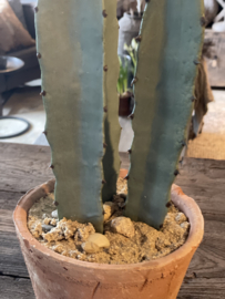 Gave imitatie cactus vergrijsd groen 80 cm  in terra pot landelijk stoer sober boho Ibiza vintage