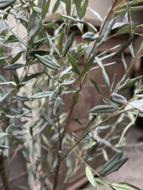 Prachtige kunst olijfplant 213 cm  olijfboom imitatie Olijf olive tree