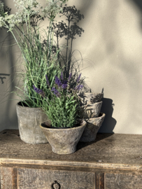 Lavendel plantje in zwart potje kunst 33 cm landelijk