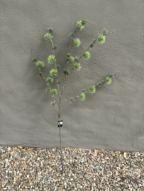 Mooie frisse groene dennentak 115 cm Den larix L