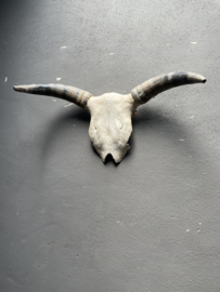 Groot gewei schedel buffel bull koe met hoorns kop
