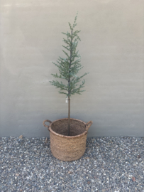 Leuk vergrijsde kerstboom 150 cm kerstboom met lichtjes op voet