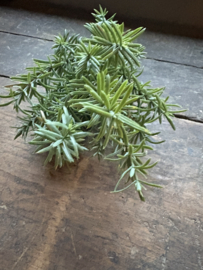 Rozemarijn bush bosje plantje steker green grey kunst 33 cm