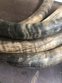Grote stoere landelijke hoorn buffel koe landelijk