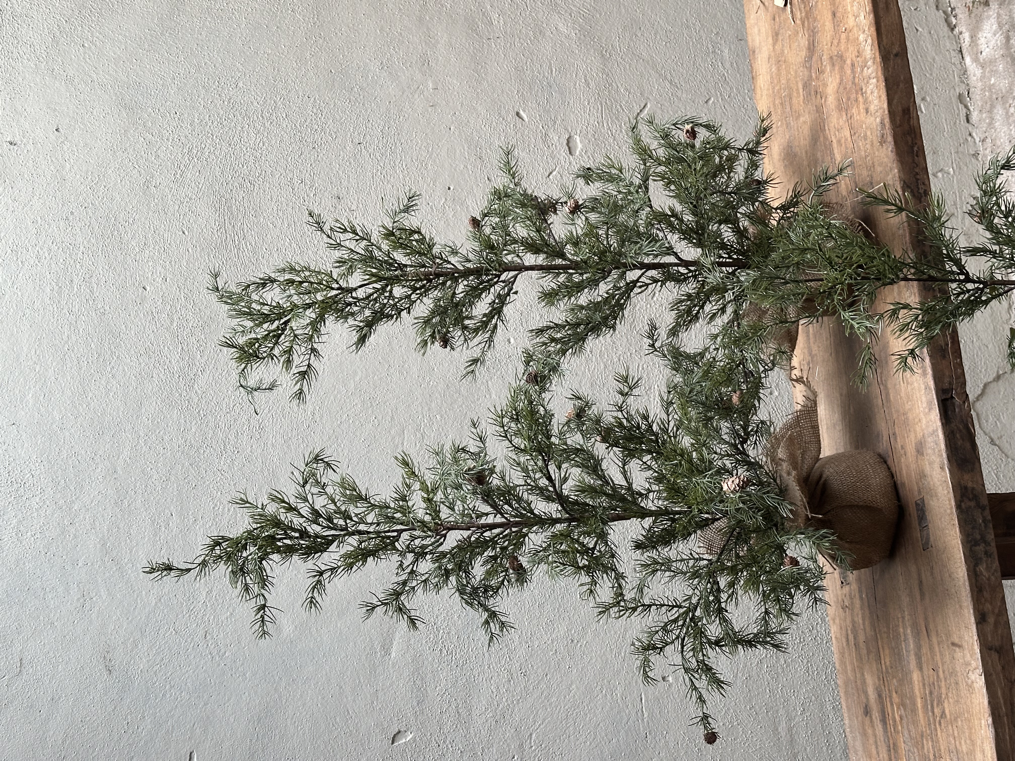 Larix Diana boom s 90 cm