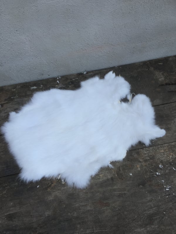 Nieuw konijnenVachtje haas konijn wit witte huid vacht vachtje kleedje bont bontje kleed velletje | Decoratie | 't