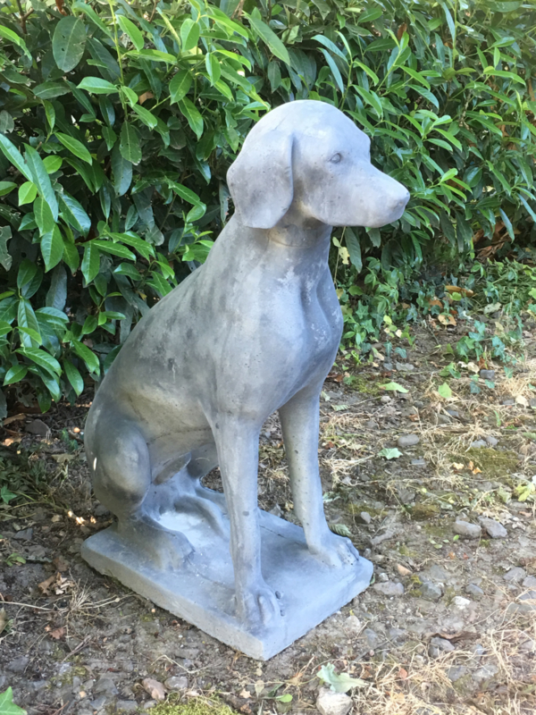 Overtekenen tennis engineering Groot grote grijze betonnen Dog pointer beeld hond tuinbeeld massief beton  all weather 4 seizoenen vorstbestendig | Tuin | 't Jagershuis