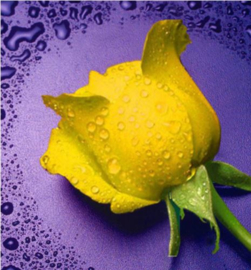 Gele roos 21x23,5 cm