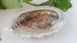 Abalone schelp L