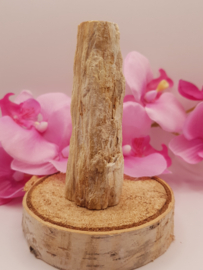 Versteend hout stam - nr. 3