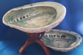 Abalone schelp XL - 16-17cm