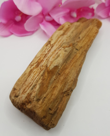 Versteend hout stam ruw