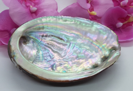 Abalone schelp M - 11-12 cm