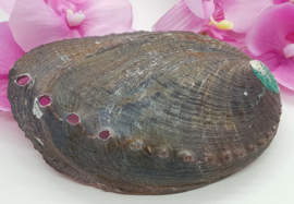 Abalone schelp - 10,5 cm