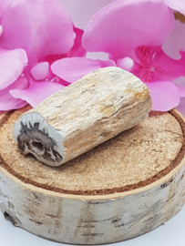 Versteend hout stam - nr. 1