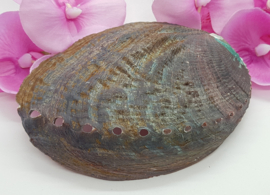 Abalone schelp - 10,5 cm