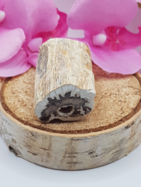 Versteend hout stam - nr. 1