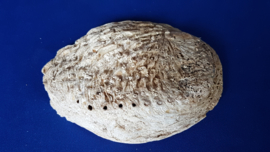 Abalone schelp 13-14 cm