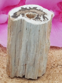 Versteend hout stam - nr. 1
