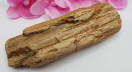 Versteend hout stam ruw