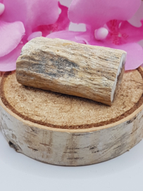 Versteend hout stam - nr. 1