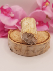 Versteend hout stam - nr. 3