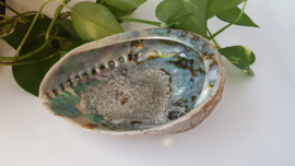 Abalone schelp 3XL - 19cm