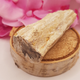 Versteend hout stam - nr. 3