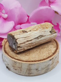 Versteend hout stam - nr. 2