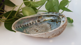 Abalone schelp 3XL - 19cm