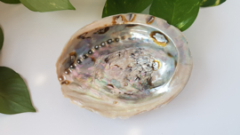 Abalone schelp 13-14 cm