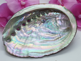 Abalone schelp M - 11-12 cm
