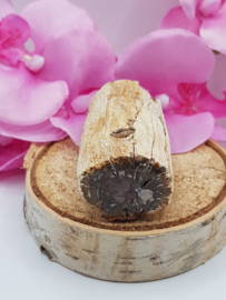 Versteend hout stam - nr. 2