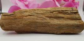 Versteend hout stam ruw