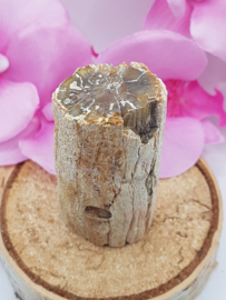 Versteend hout stam - nr. 2