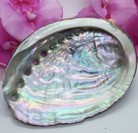 Abalone schelp - 10,5 cm