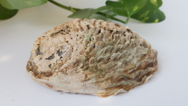 Abalone schelp 13-14 cm