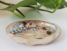 Abalone schelp S - 6,5-7cm